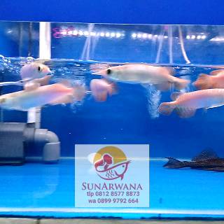 Ikan Arwana Super Red BABY kualitas Terbaik harga Termurah ...