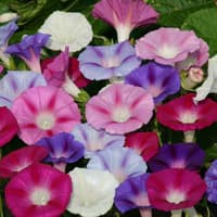 Benih Bibit Biji - Bunga Morning Glory Choice Mix Flower Seeds - IMPORT