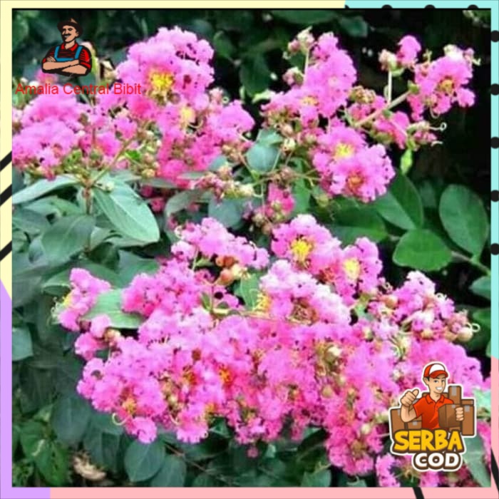 Bibit Bunga Sakura Asli Import Jepang Beli 5Gratis 1