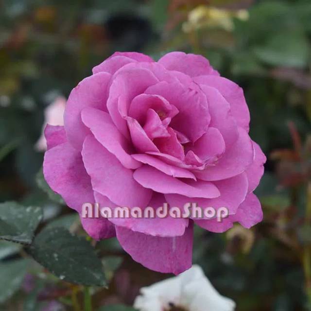 Tanaman bunga mawar ungu tua