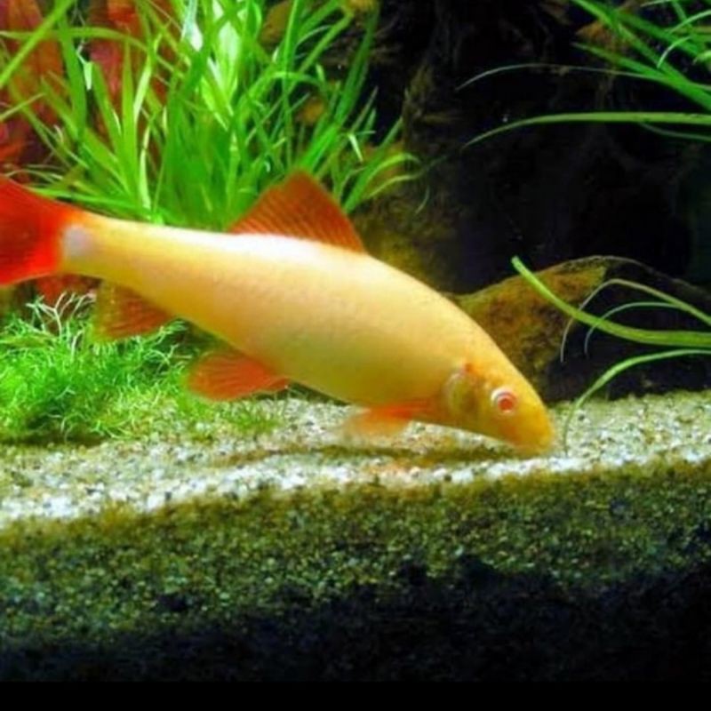 Ikan Hias Redfinned Redfine Shark Albino Aquarium Aquascape