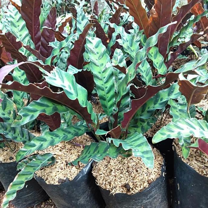 ASLI Tanaman Hias Calathea Bulu Ayam harvestf00