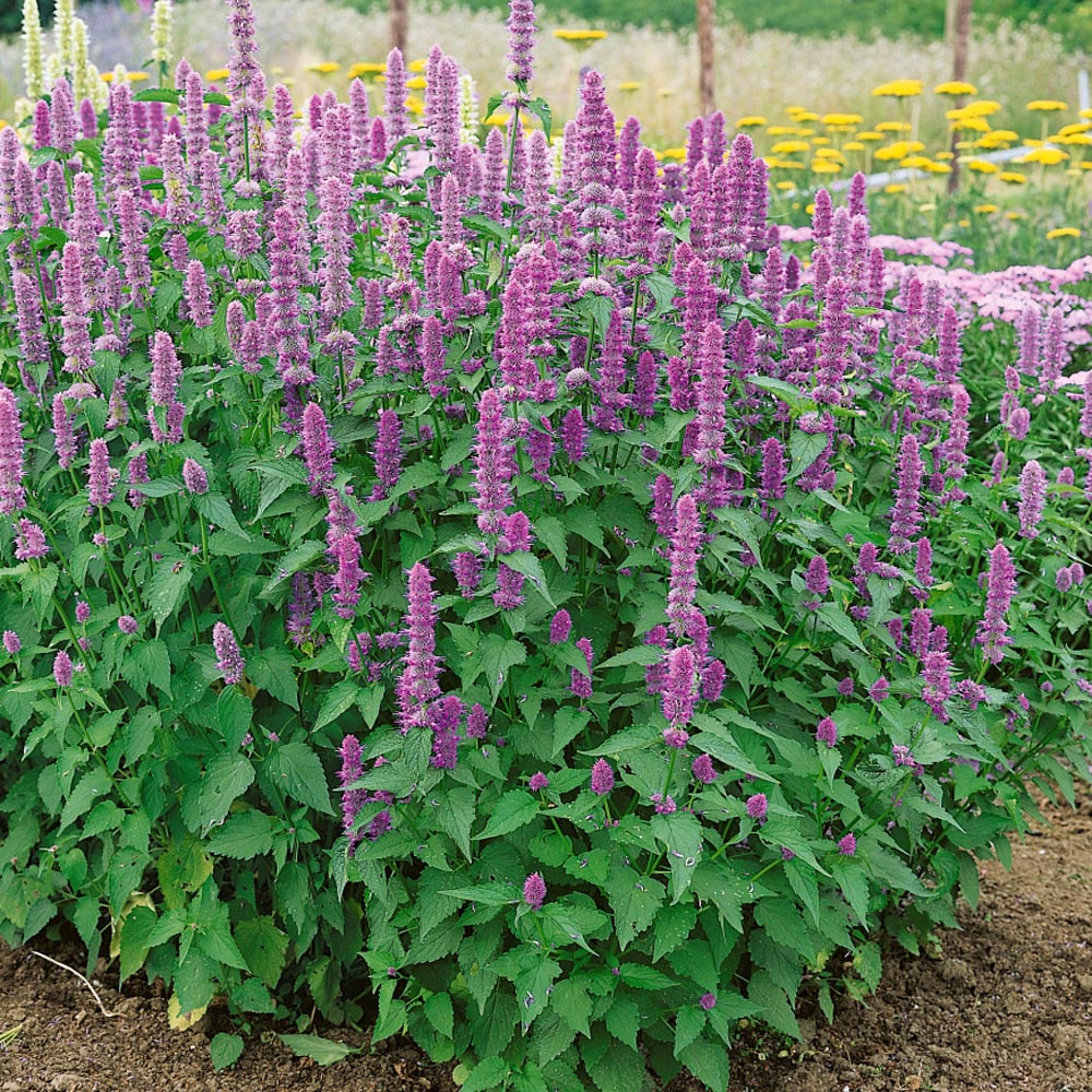 Benih Bibit Biji - Korean Mint Agastache rugosa Hyssop Raksasa Herb Seeds - IMPORT