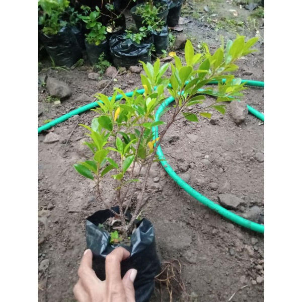 bibit bonsai kimeng/akar full