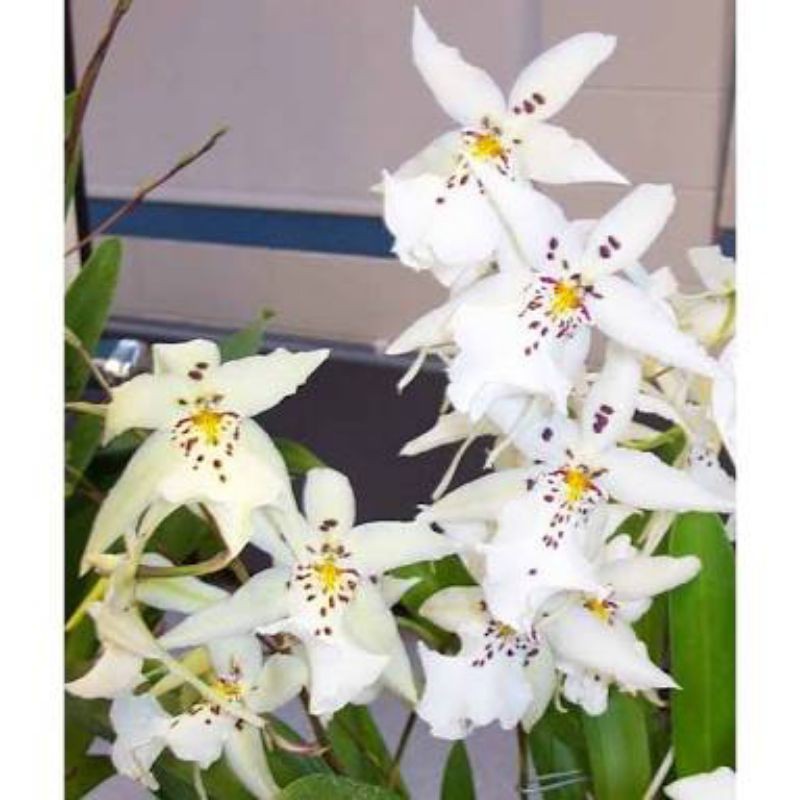 oncidium white fairy