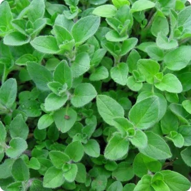 Benih Biji Daun Herbal Oregano