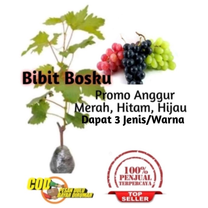 Bibit Anggur Merah, Hitam, Hijau//Bibit Anggur Manis