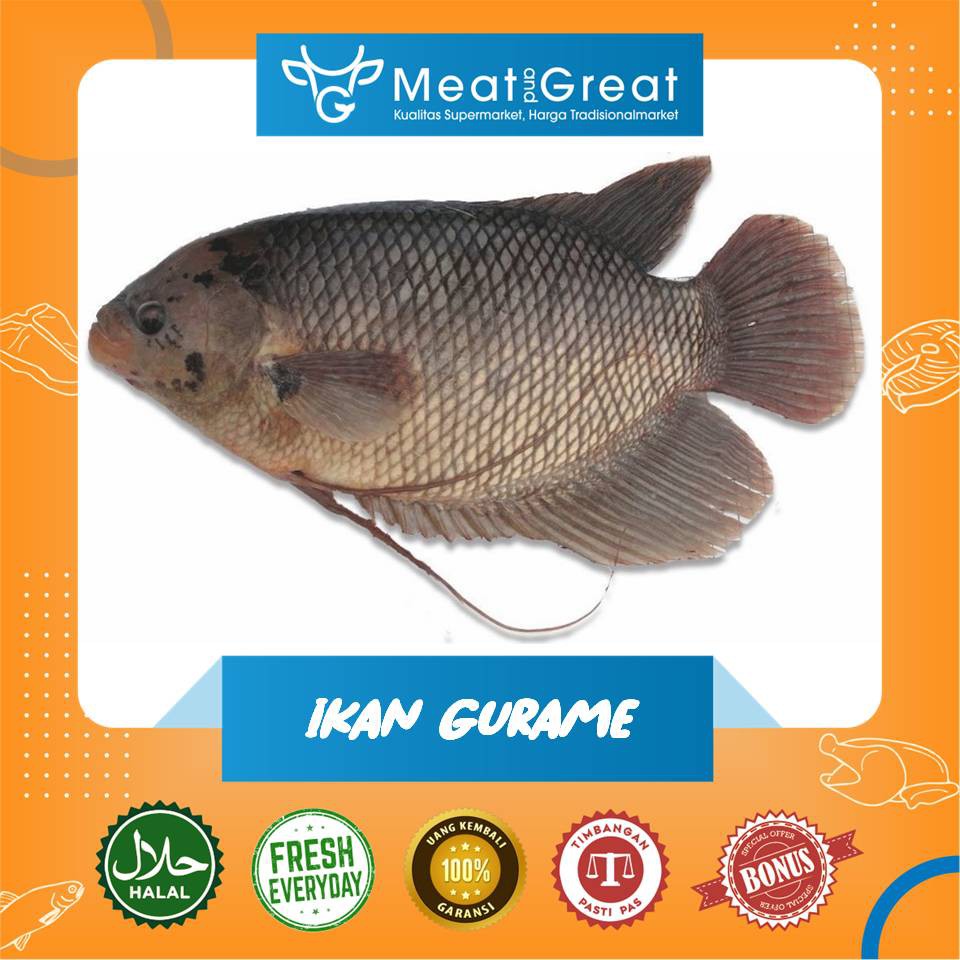 

Ikan Gurame mati Segar 1 kg / 500gr