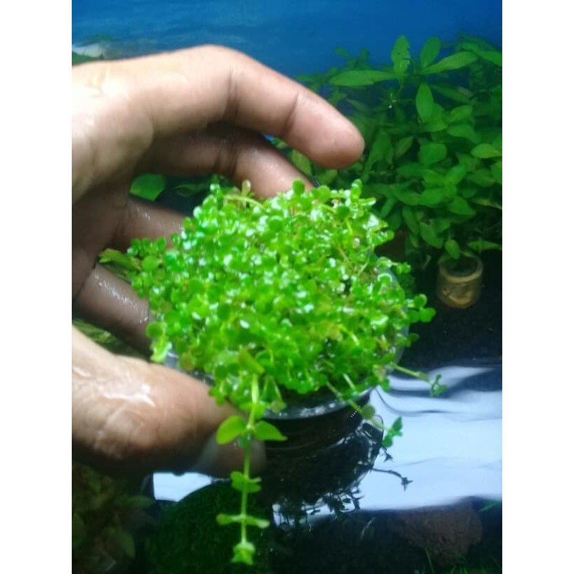 Tanaman Aquascape monte carlo tanaman karpet