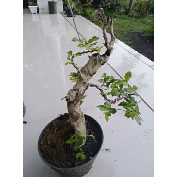 bonsai serut