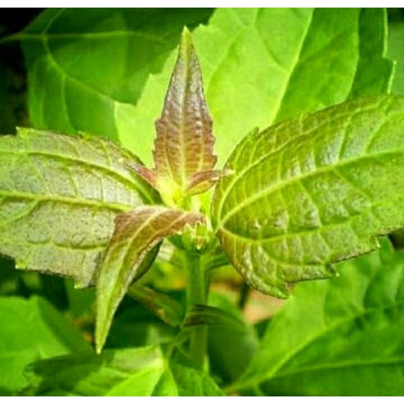 

Paket Daun Ki Rinyuh / Daun (Chromolaena Odorata) Paket 200 Gram