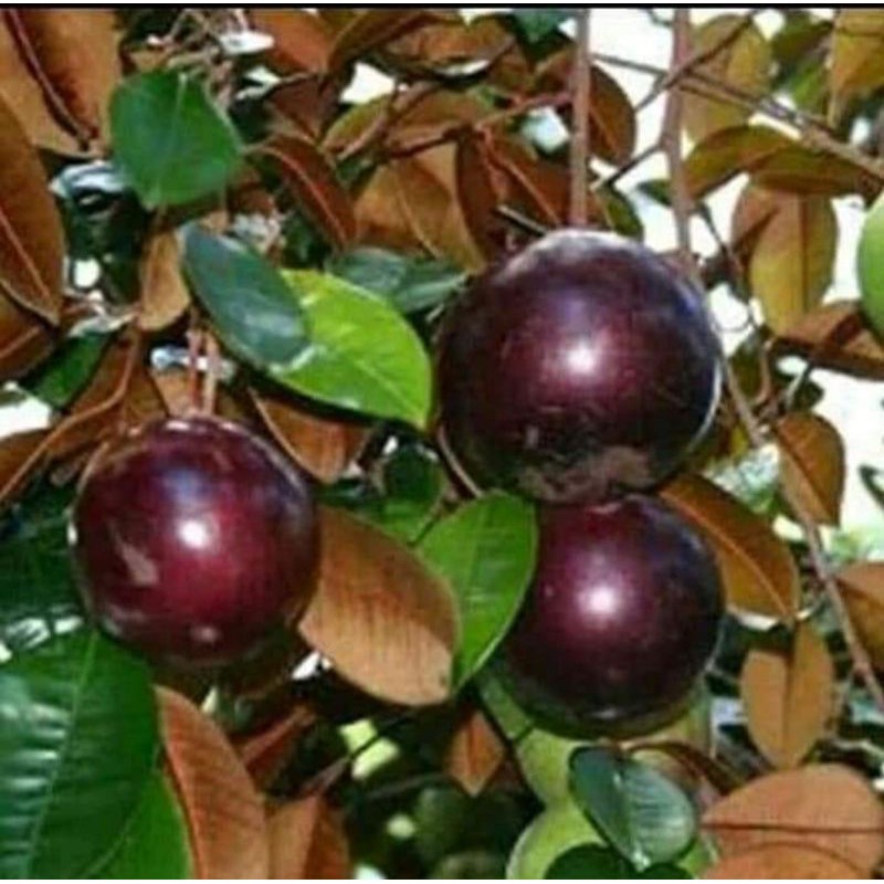 bibit  kenitu okulasi