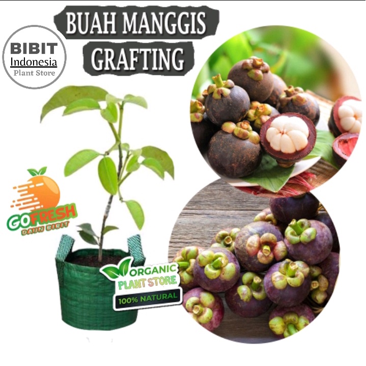 Bibit Buah Manggis Cepat Berbuah / Tanaman Buah manggis
