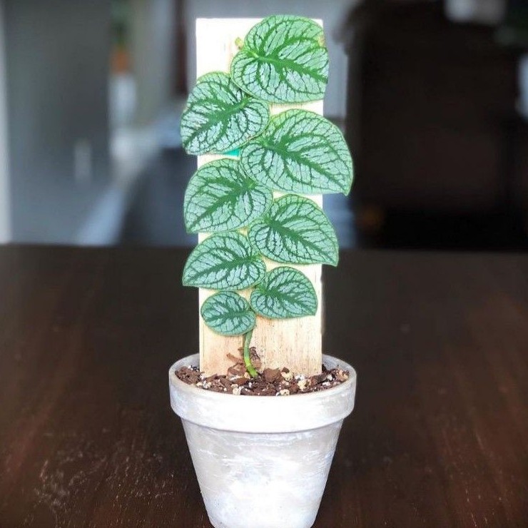 Tanaman hias monstera dubia