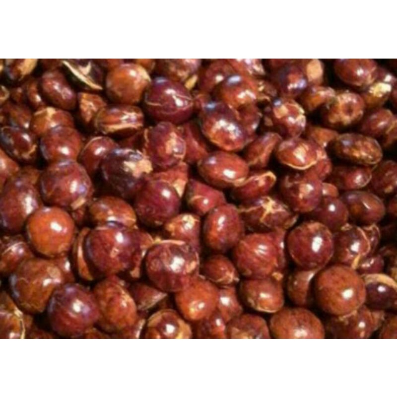 

jengkol tua asli TERMURAH