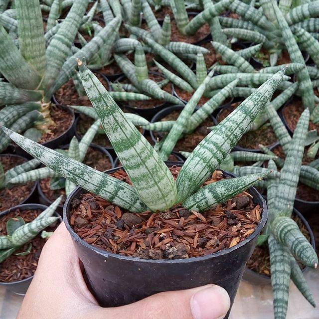Sansevieria boncel