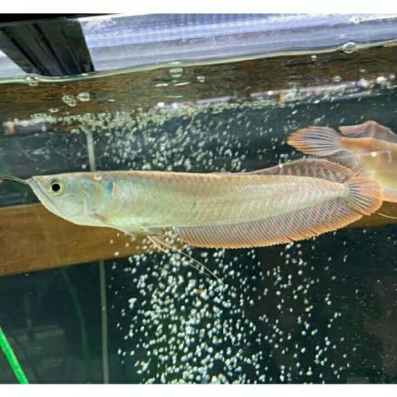 (COD) Ikan Arwana Silver Red Ukuran 19-20 cm