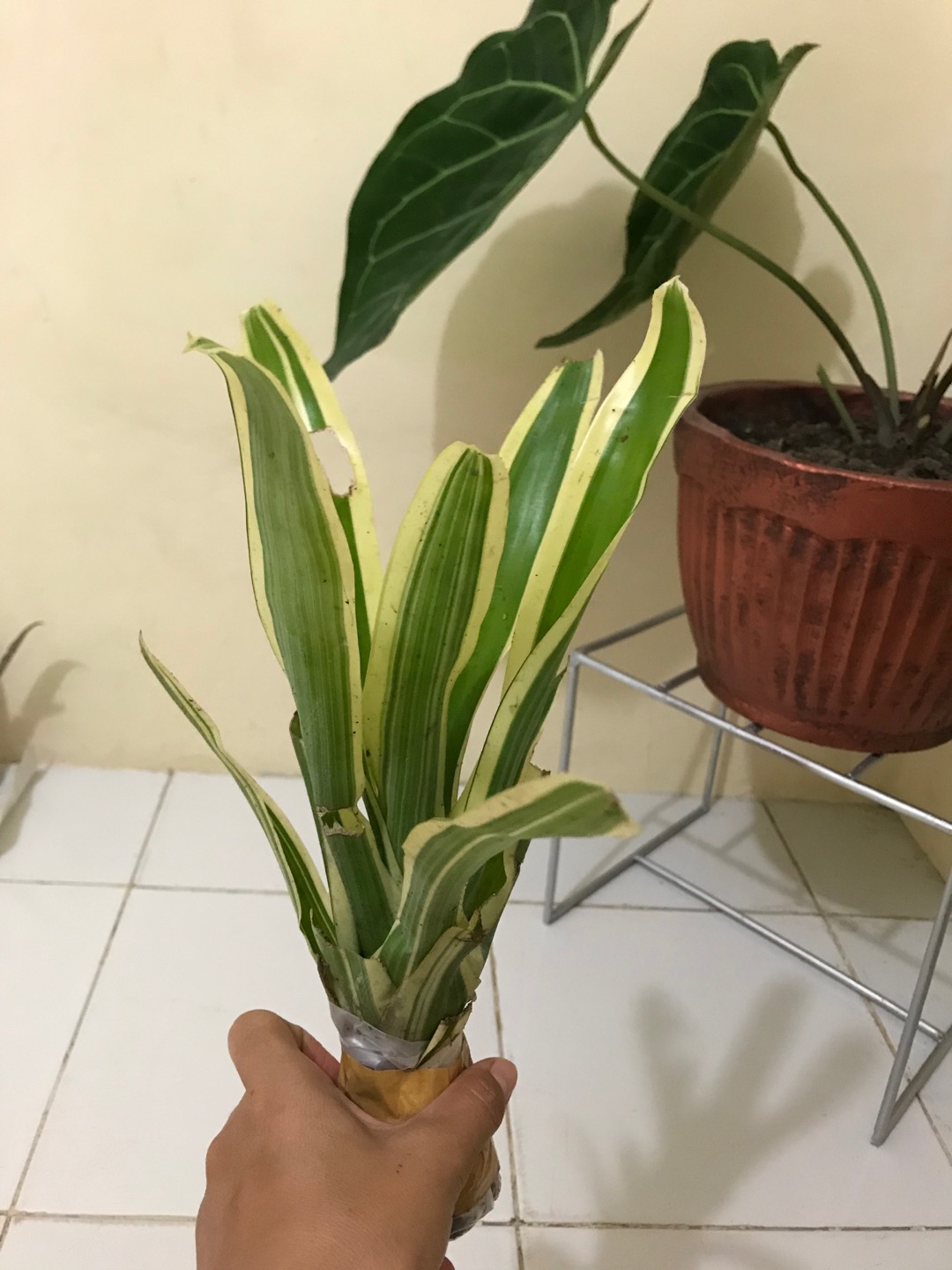 Tanaman Hias Aechmea Gamosepala/bromelia Jagung/bromelia Putih Varigata