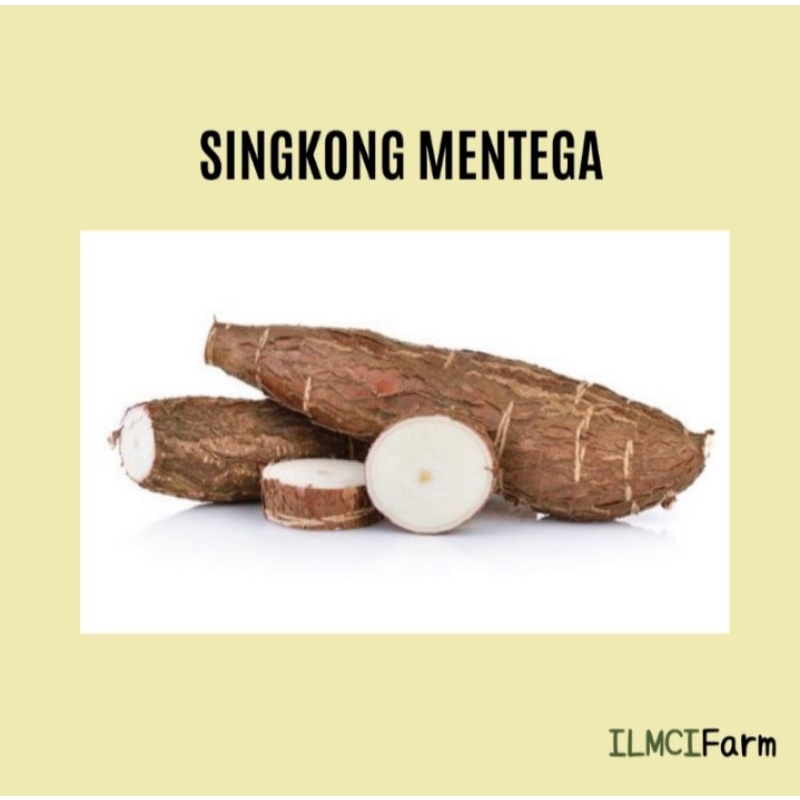 

Promo Singkong Mentega Fresh 1 Kg - Kualitas Terbaik