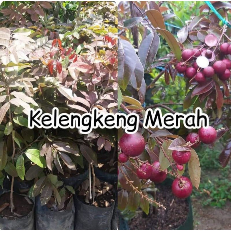 Bibit Kelengkeng Merah Siap Berbuah