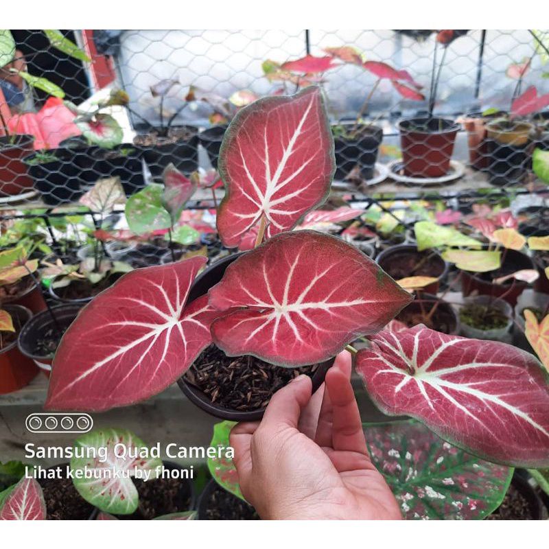 promo bonggol keladi thailand