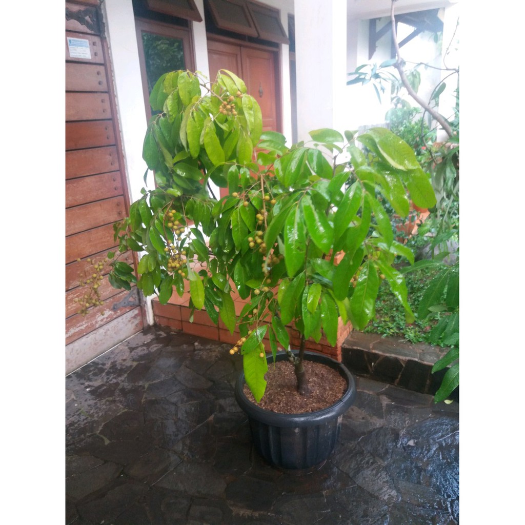 Pohon Buah Lengkeng Sudah Berbunga Dan Berbuah Berkualitas