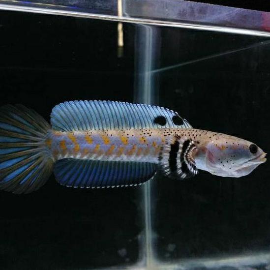 [PRODUK T6PMR] Channa blue pulchra Cana pulcra ikan gabus myanmar makan pelet GCL