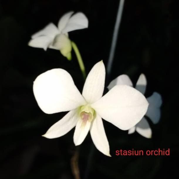 anggrek dendrobium dewasa affine atau larat putih (remaja pra dewasa)