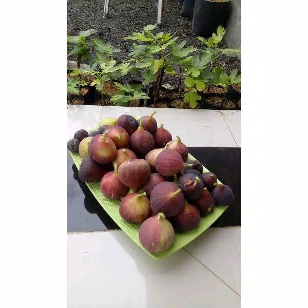 Buah tin Merah Jumbo