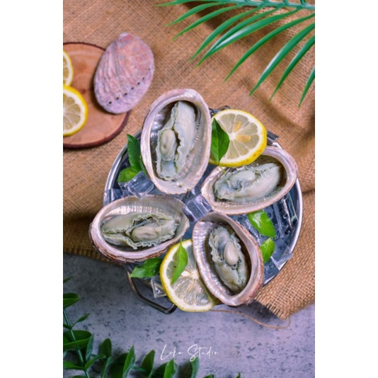 Kerang Abalone Segar 250g