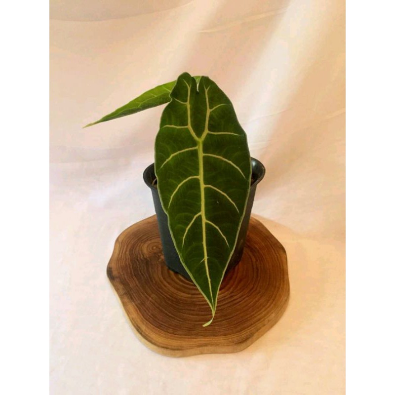 Alocasia Watsoniana