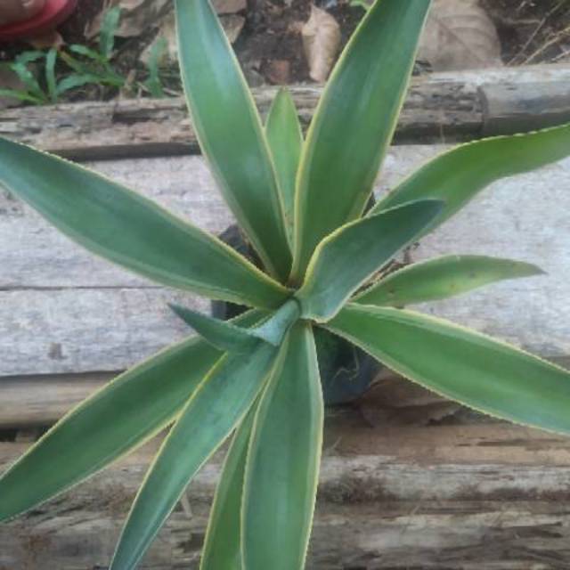 Tanaman bunga agave telor atau agave kuning