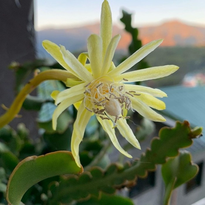 Wijaya Kusuma Gurita Keriting | Epiphyllum Curly Sue | Orchid Cactus