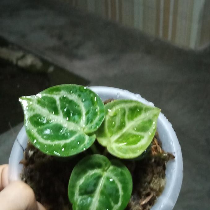 anthurium dorayaki mangkok