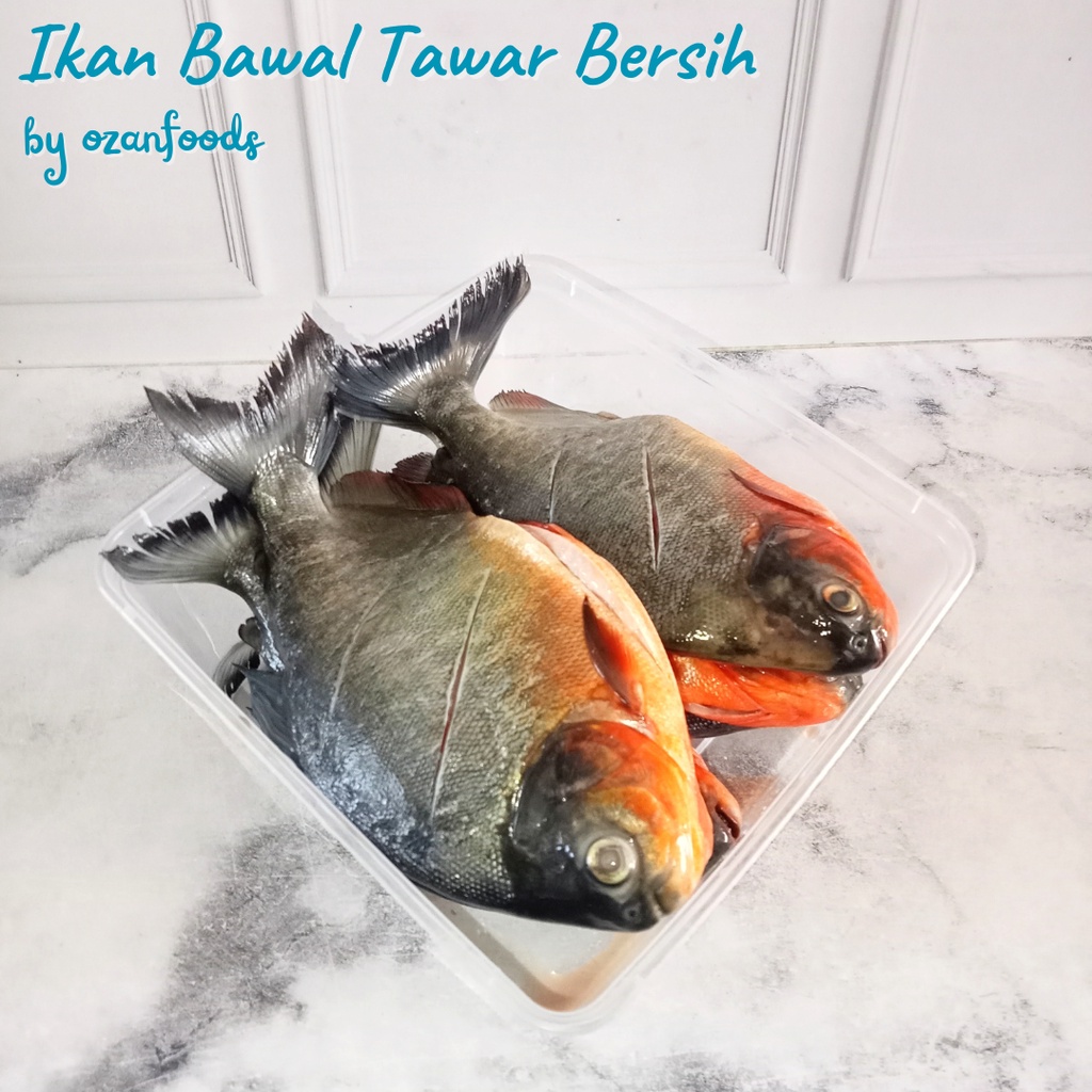 

Ikan Bawal Tawar 1 kg