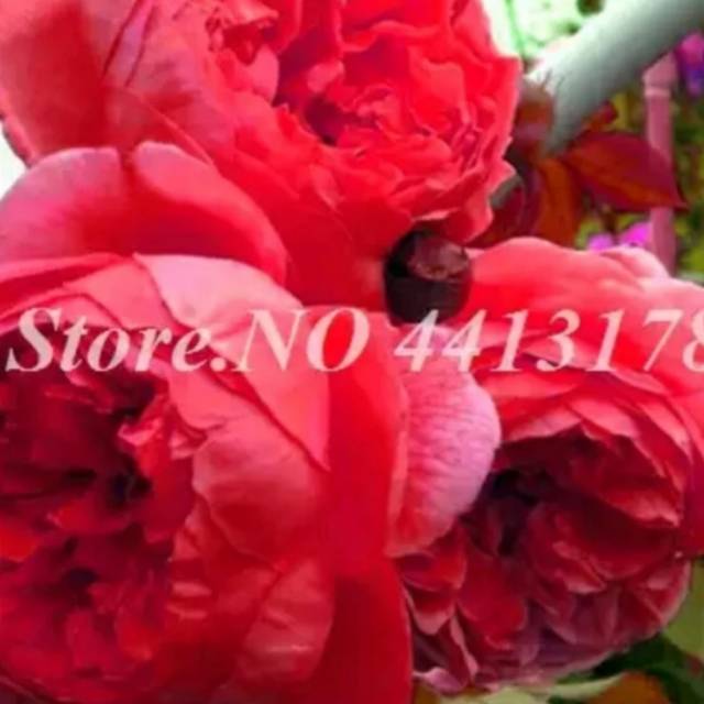 benih bibit biji bunga peony 16