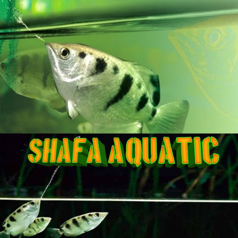 Archer fish-ikan pemanah-ikan sumpit