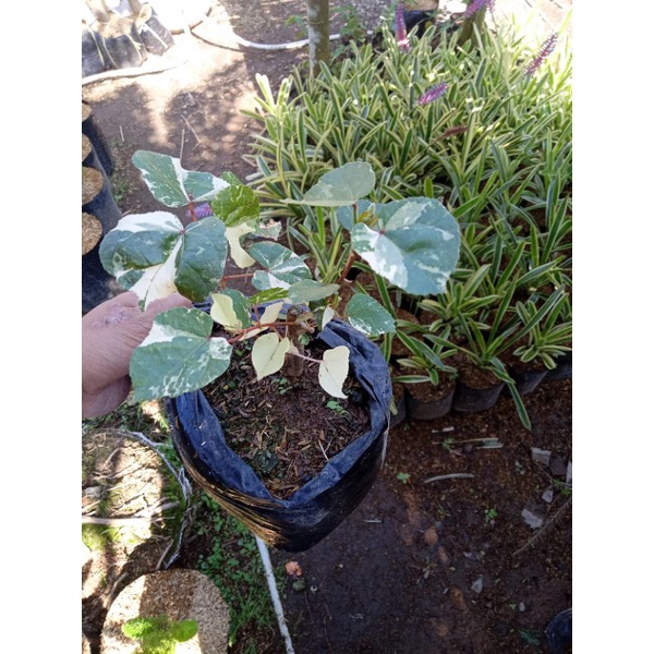 bahan bonsai waru varigata