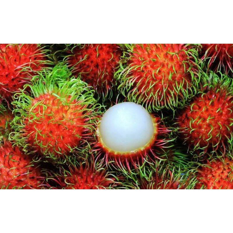 

rambutan Aceh kwalitas terbaik manis/2ikat