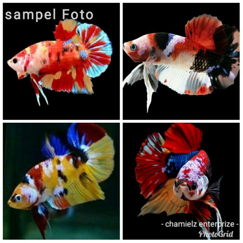 Cupang PK Koi/Nemo/Multicolour (Bahan Top Grade Kontes)