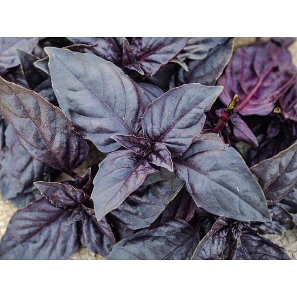 Benih Bibit Biji - Basil Purple Dark Opal Herb Seeds - IMPORT (10 Biji)