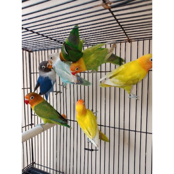 Burung love bird dewasa durasi 1-15 prospek