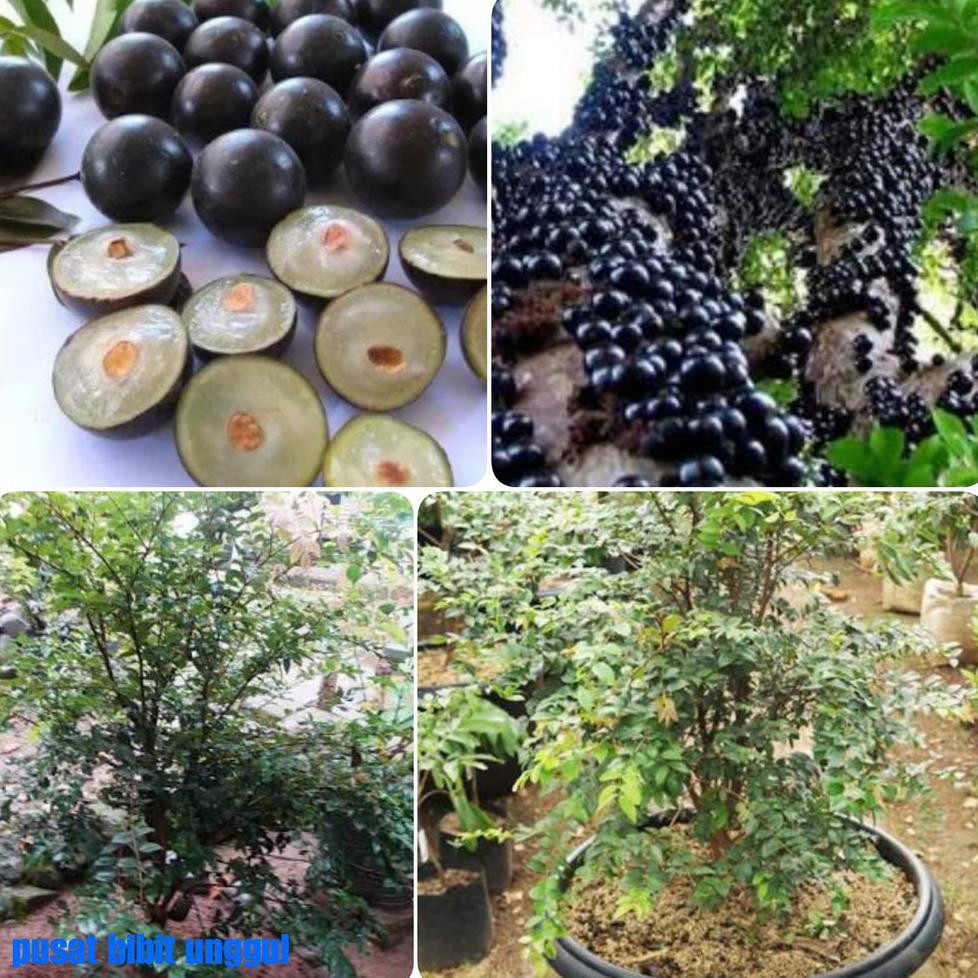 *_* Bibit Anggur Brazil Cangkok 70Cm U*