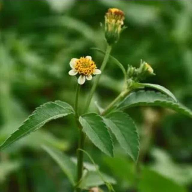 

Daun ketul atau anjere segar 500 gram