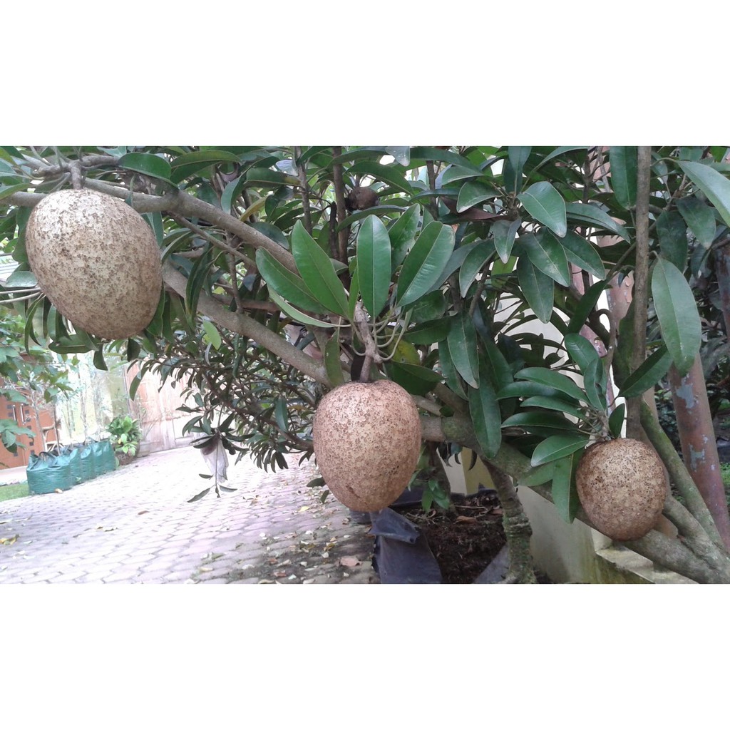 Tanaman Buah Sawo Jumbo Pan Mexico