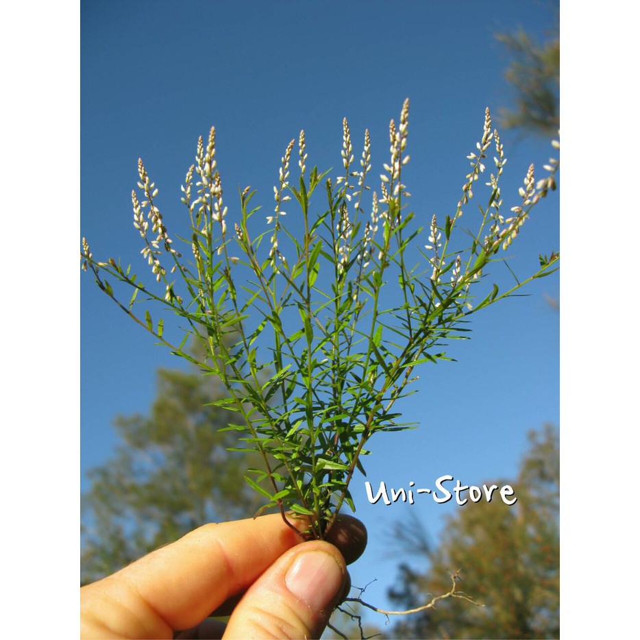 

Akar Wangi - Polygala Paniculata - Aroma balsem - Herbal