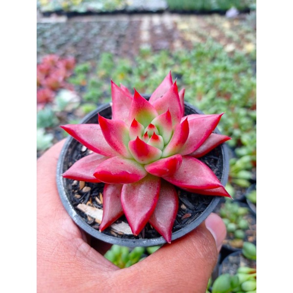 Tanaman Sukulen Agavoides Frank rainelt