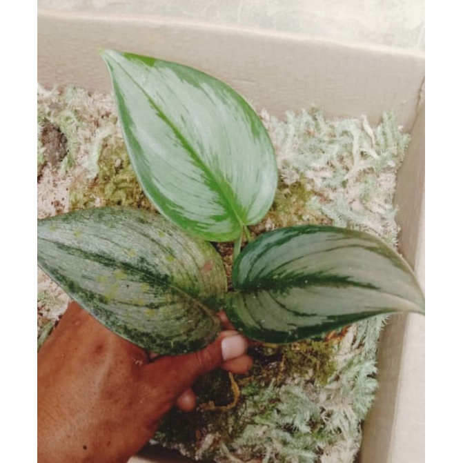 scindapsus atau sirih gading susu