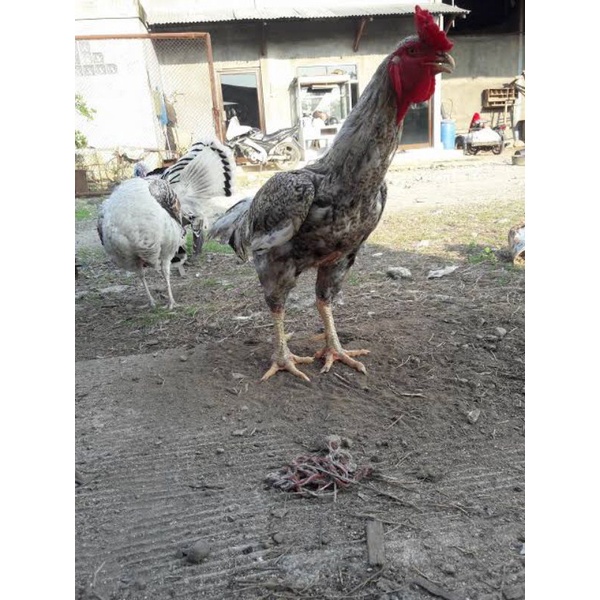

TELUR AYAM GORILA JALI BLACK UNTUK DI TETASKAN