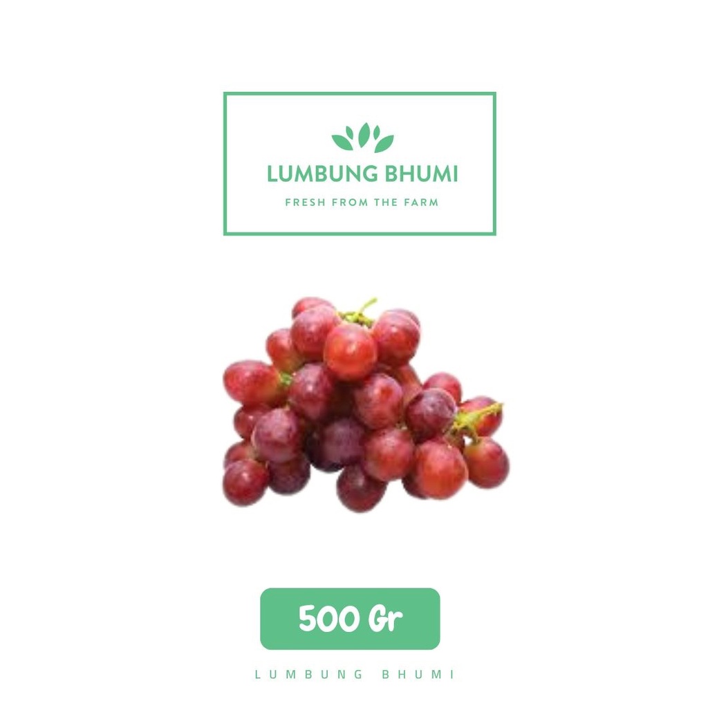 

Lumbung Bhumi - Anggur Ungu Red Globe 500 Gr ( Buah Curah )